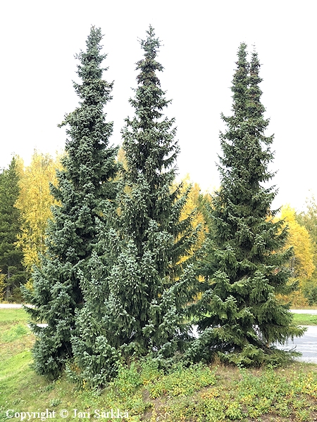 Picea omorika